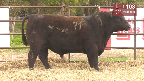 71 1563 — TOROS ANGUS NEGROS  PC