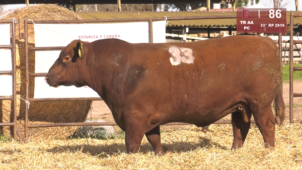 (*)33 2916 — TOROS ANGUS COLORADOS  PC