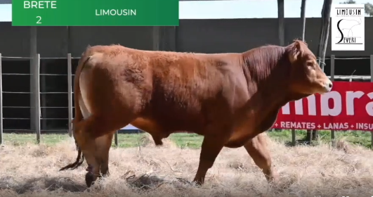 Lote Toros RP 1336 2144 2146