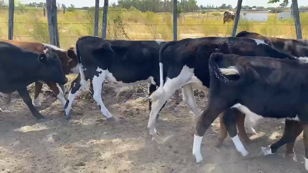 Lote (Vendido)22 Terneros CRUZAS CARNICERAS 160kg -  en SAN BAUTISTA