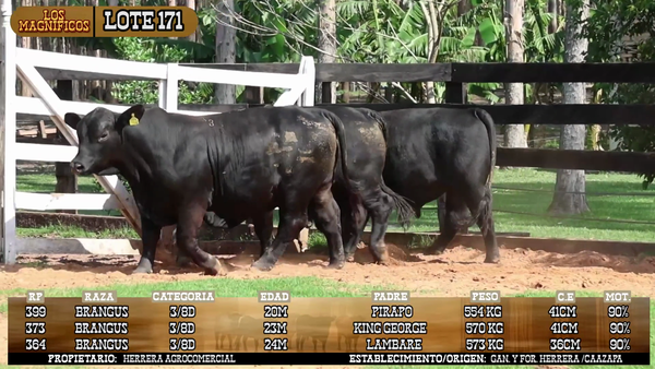 Lote LOTE 171