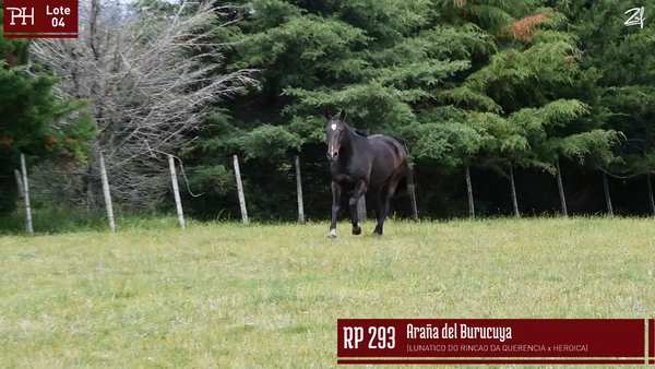 Lote ARAÑA DEL BURUCUYA