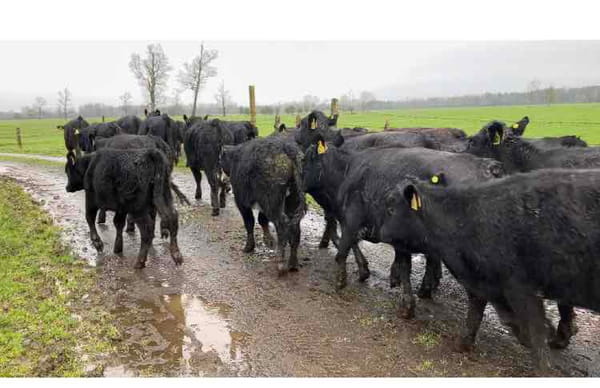 Lote 35 Ternera en Puyehue, X Región Los Lagos