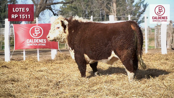 Lote Toro PR
