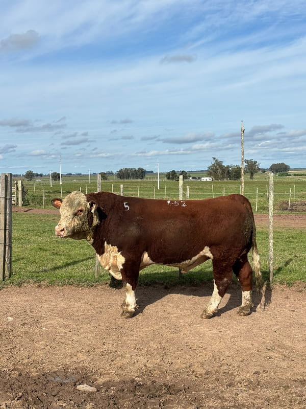 Lote Doña Elisa RP 152