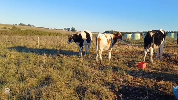 Lote TERNEROS HOLANDO