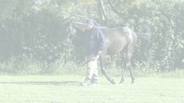 Lote HOLIDAY MAN (MANIPULATOR - HOLIDAY FOR EVER)