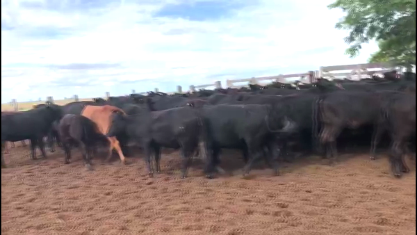 Lote 160 Vaquillonas P/ entorar en Esquina, Corrientes