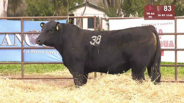 Lote TOROS ANGUS NEGROS  PC