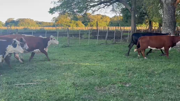 Lote 37 Vacas de invernar en Corrientes, San Roque