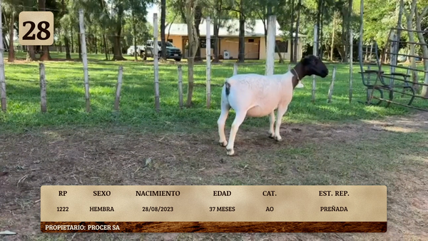Lote LOTE 28