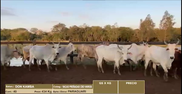 Lote 22º Entre Martillos - Lote 22