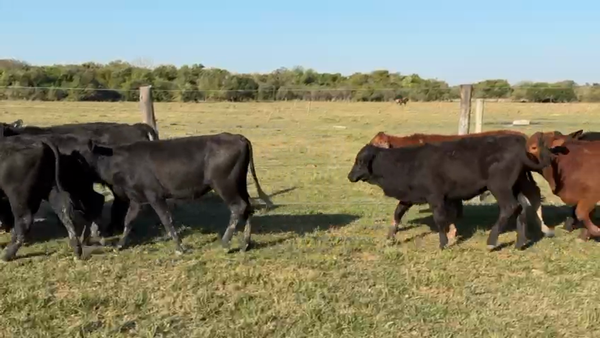 Lote 90 Terneros/as en Corrientes, Saladas