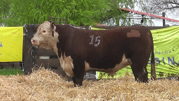 Lote TOROS P. HEREFORD PR