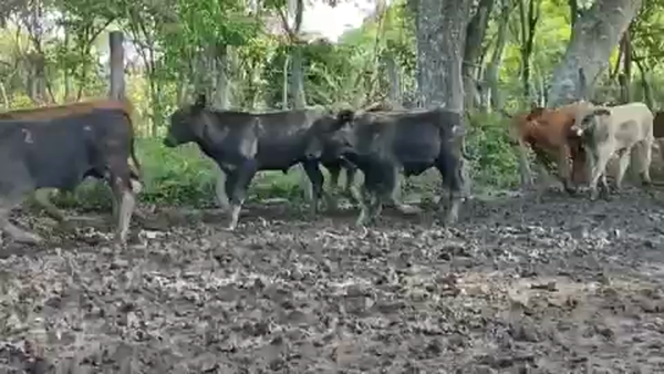 Lote 85 Terneros en Misión San Fco., Formosa