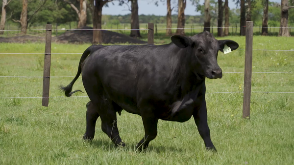 Lote VAQUILLA BRANGUS