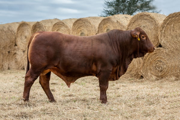 Lote Reproductores Altohondo - Lote 66