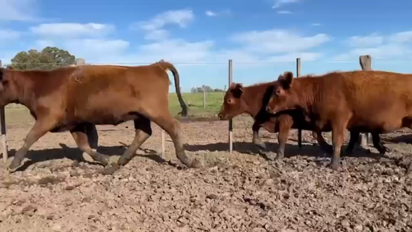 Lote 40 Vaquillonas C/ gtia de preñez