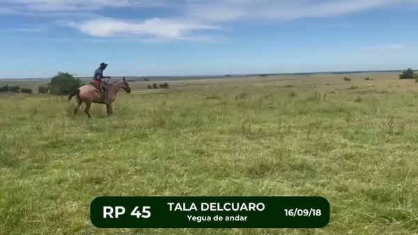 Lote Yegua de andar CRIOLLO, Artigas