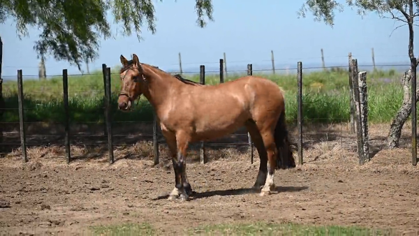 Lote EL  GAVILÁN  REFINADA