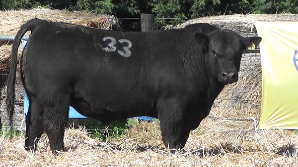 Lote TOROS ANGUS PURO CONTROLADO