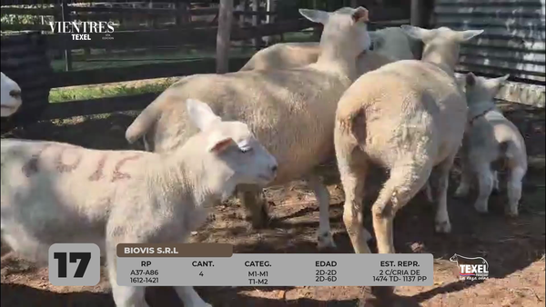 Lote LOTE 17