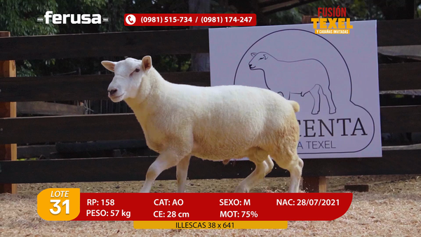 Lote Lote 31