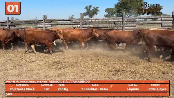Lote LOTE 1