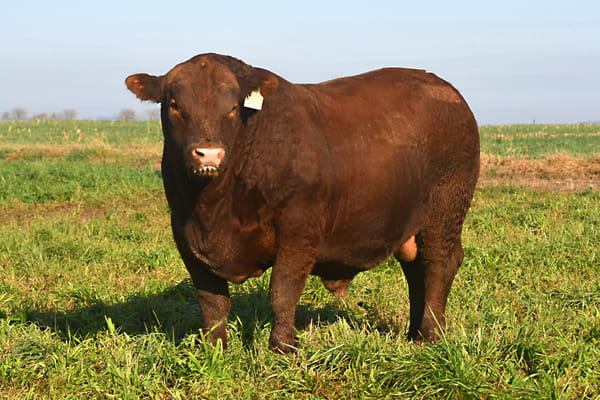 Lote RP 18568 - TOROS PP ELITE