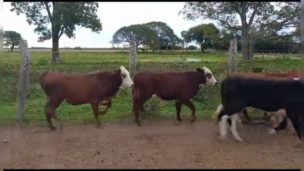 Lote 110 Terneros en La Leonesa, Chaco