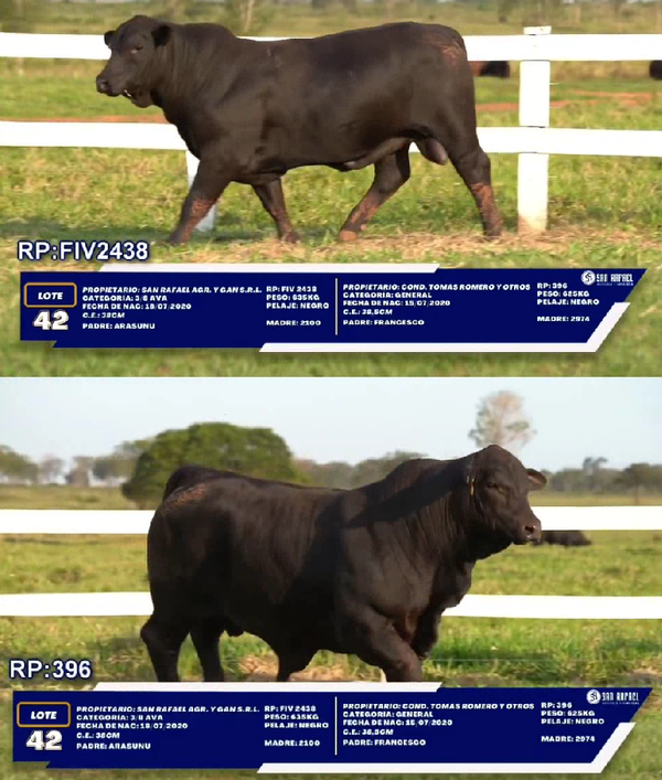 Lote LOTE 42 - DUO