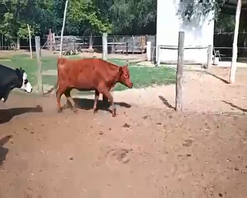 Lote 20 Terneros/as en Pueblo Italiano, Córdoba