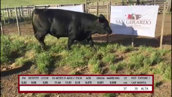 Lote TOROS ABERDEEN ANGUS