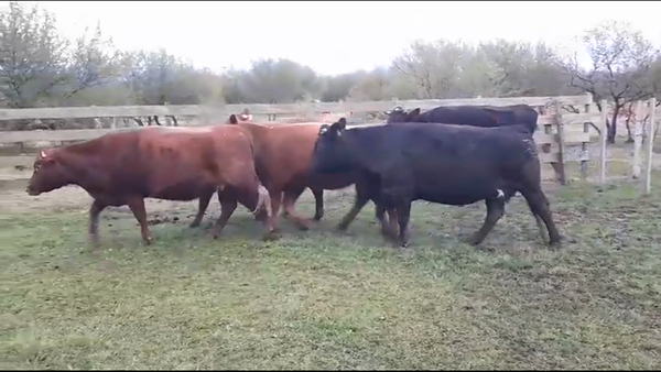 Lote VACAS GORDAS