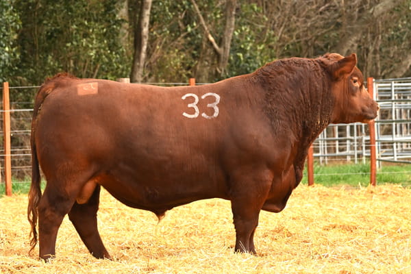 45708 — TOROS ANGUS PC