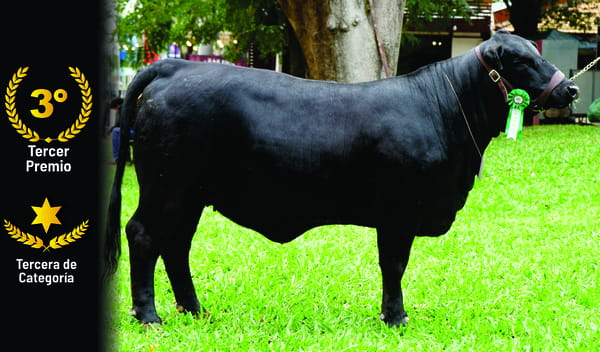 Lote Brangus a Bozal Expo 2022 RP 126- Lote 11