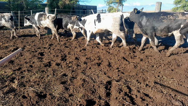 Lote 15 Novillitos Feed Lot Holando Argentino en Morteros, Córdoba