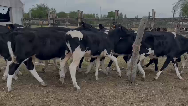 Lote TERNERAS