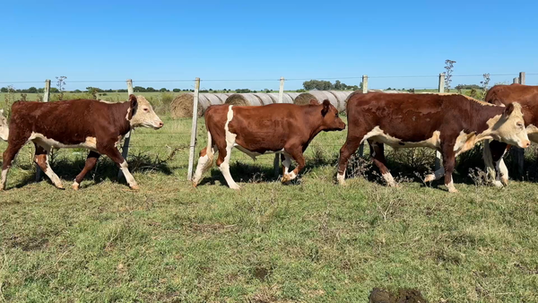 Lote NOVILLOS Y VAQUILLONAS 1a2 AÑOS