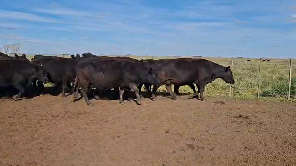 Lote 38 Vacas CUT preñadas en Buenos Aires, Azul