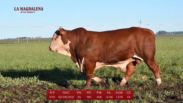 Lote Brete 5 - Braford