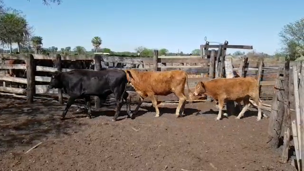 Lote 90 Terneros/as en Villa Angela, Chaco
