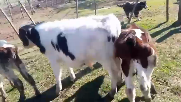 Lote 15 Terneros Holando en Ruta 3 Km 137 - San Gregorio