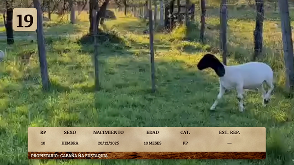 Lote LOTE 19