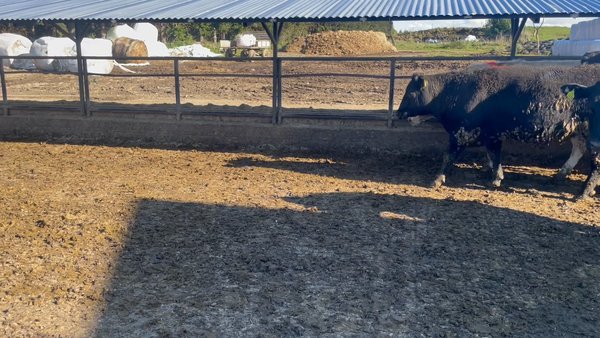 Lote 25 Novillo Engorda en Puerto Varas, X Región Los Lagos
