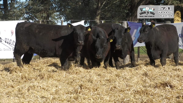 Lote VAQUILLONAS GENERALES PARICION PRIMAVERA