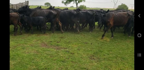 Lote 25 Vacas CUT con cría en Villaguay, Entre Ríos