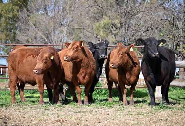 Lote Vientres Paridos MaS - Puros Controlados