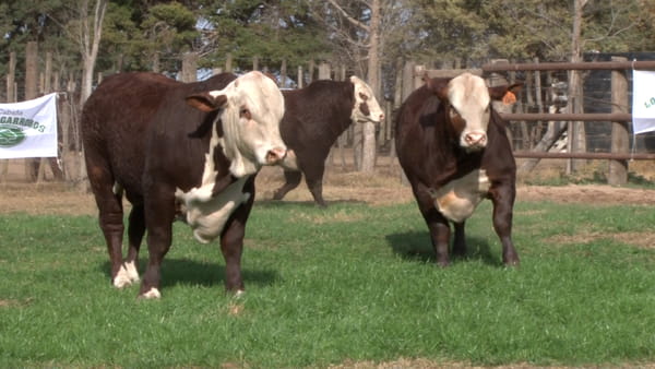 Lote TOROS BRAFORD CABAÑA LOS ALGARROBOS