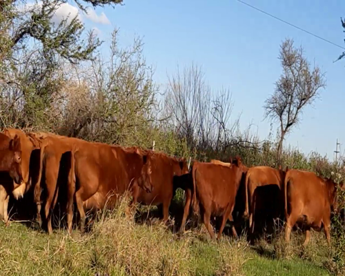 Lote ANGUS “EL CALÁ” de R. Garat VACAS  COLORADAS PREÑADAS